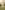 Widget image